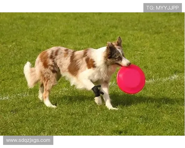 从零基础到飞盘高手:全面掌握飞盘技巧与力量训练的实用指南 从零基础到飞盘高手:全面掌握飞盘技巧与力量训练的实用指南